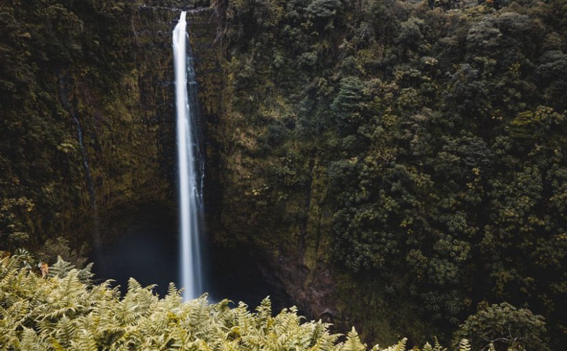 Forest Digest: November 25, 2018