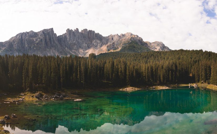 Forest Digest: December 9, 2018
