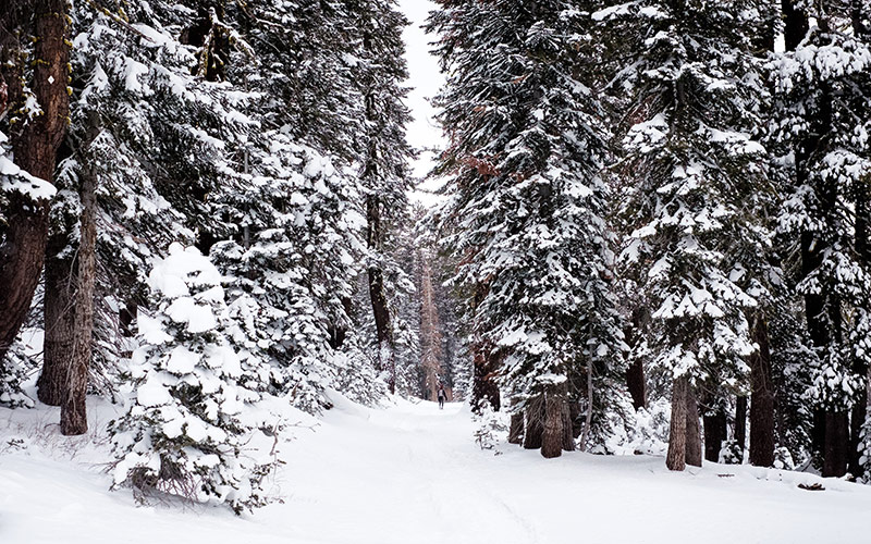 Forest Digest: December 23, 2018