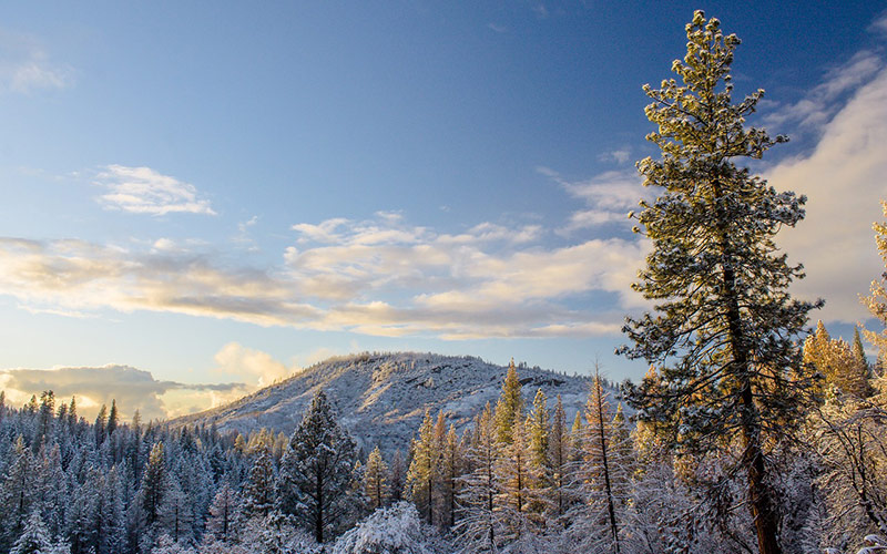 Forest Digest: January 6, 2019