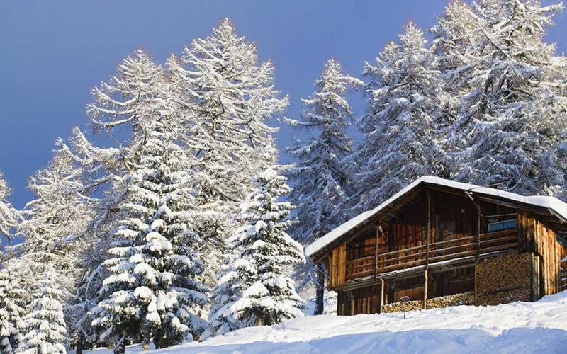 Forest Digest: February 3, 2019